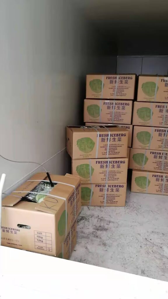 Boxes of freshly harvested iceberg lettuce stacked inside a vacuum cooling chamber, ready for post-harvest preservation.