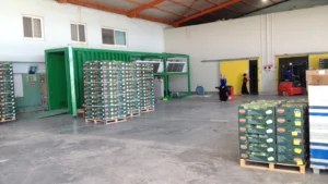 Allcold vacuum cooler operating beside packed fresh produce in a commercial packhouse