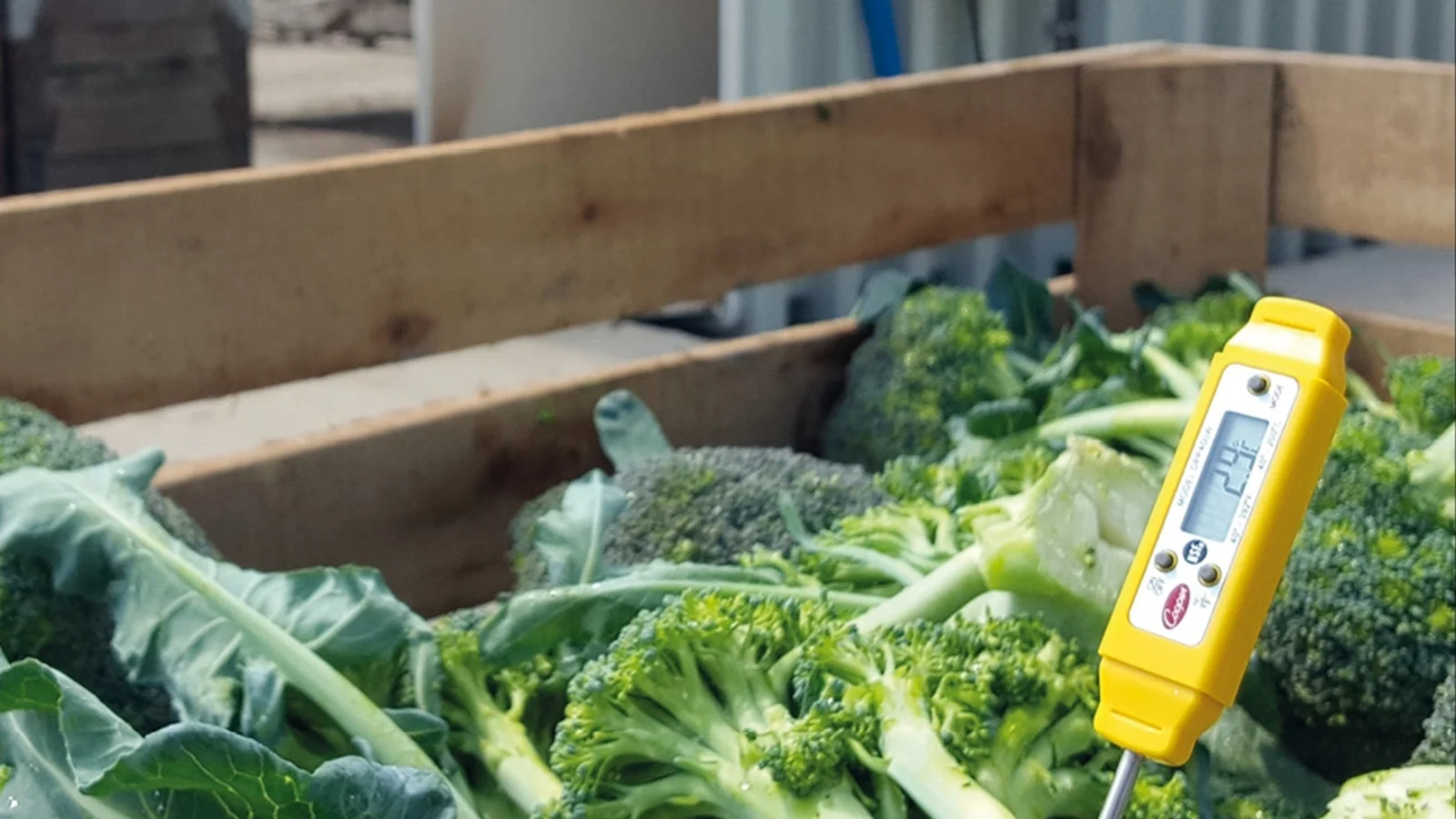 Probe thermometer measuring broccoli temperature in a commercial produce crate