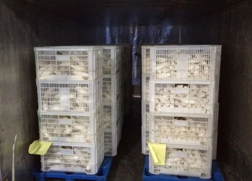 Allcold archive photo of mushrooms in ventilated white crates on two blue pallets inside a chamber