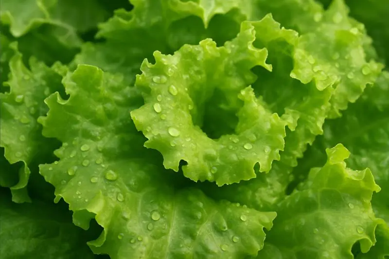 Close-up of crisp, fresh lettuce leaves with water droplets, implying moisture and surface area