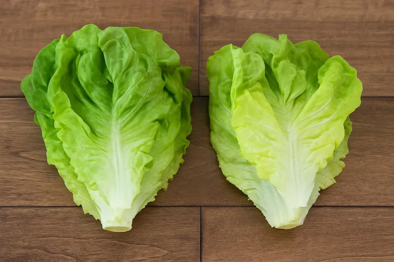 Side-by-side comparison of lettuce: one crisp and green (vacuum cooled), the other slightly wilted (traditionally cooled)