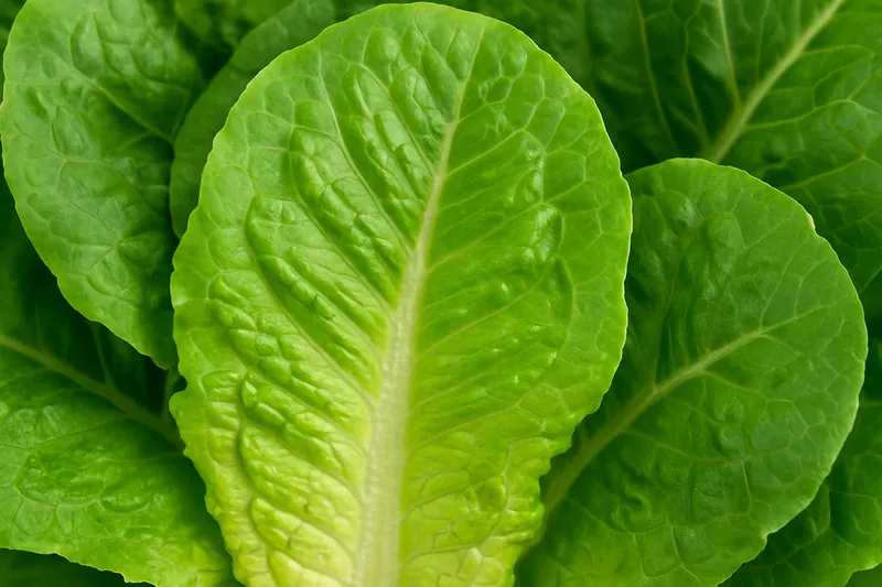 A close-up photo showing the crisp, turgid leaf structure of a vacuum-cooled piece of romaine lettuce