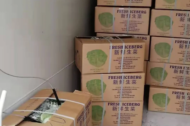 Modern vacuum cooler for vegetables in operation