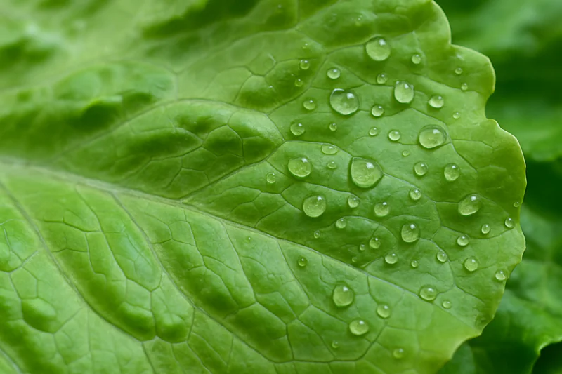 A close-up shot of a crisp lettuce leaf with visible droplets of water on its surface.