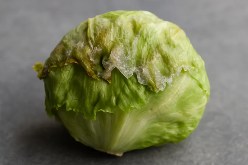 Unappealing head of lettuce with visible freezer burn and ice crystals on its delicate leaf edges.
