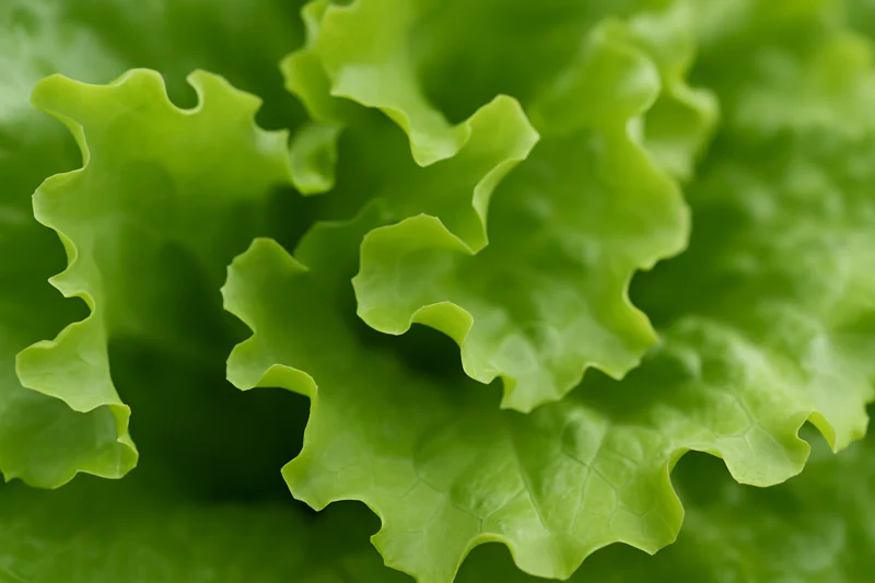 A close-up shot focusing on the delicate, thin structure of lettuce leaves, highlighting their large surface area