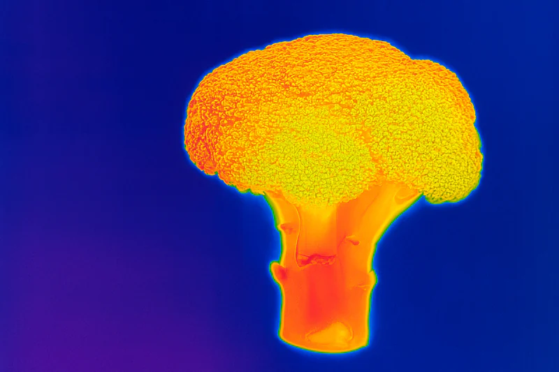 A thermal camera image showing a uniformly cold broccoli head after correct vacuum cooling