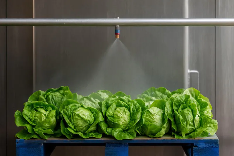An automated misting bar spraying a fine, fog-like mist over a pallet of lettuce as it waits to be loaded into the vacuum cooler.