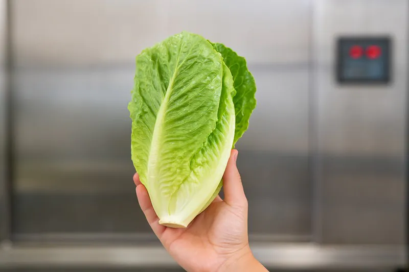 A beautiful shot of a hand gently holding a perfectly crisp, cool, and undamaged head of romaine lettuce, with the vacuum cooler blurred in the background.