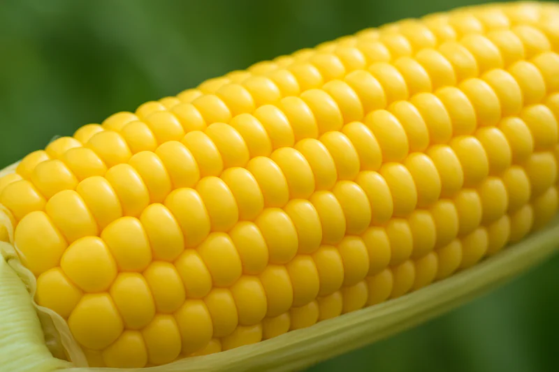 A close-up of a perfectly cooled ear of sweet corn, with plump, bright yellow kernels.