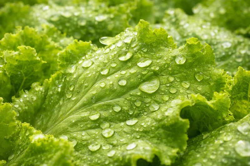 Close up of water droplets on fresh lettuce leaves
