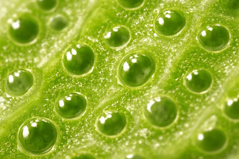 Close up macro shot of lettuce leaf structure showing pores