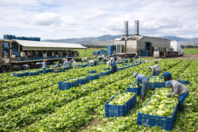 A panoramic view of a busy lettuce harvest with a vacuum cooler station in the background