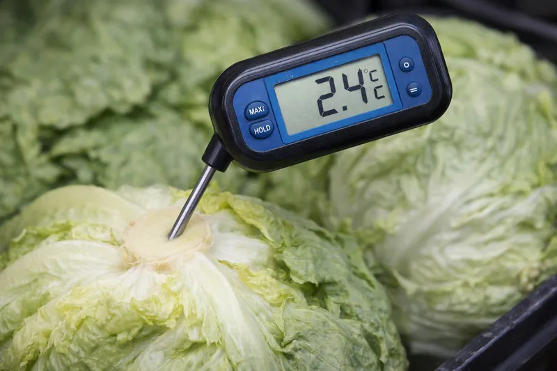 Close-up of a digital thermometer probe inserted into a lettuce head reading 2.4C