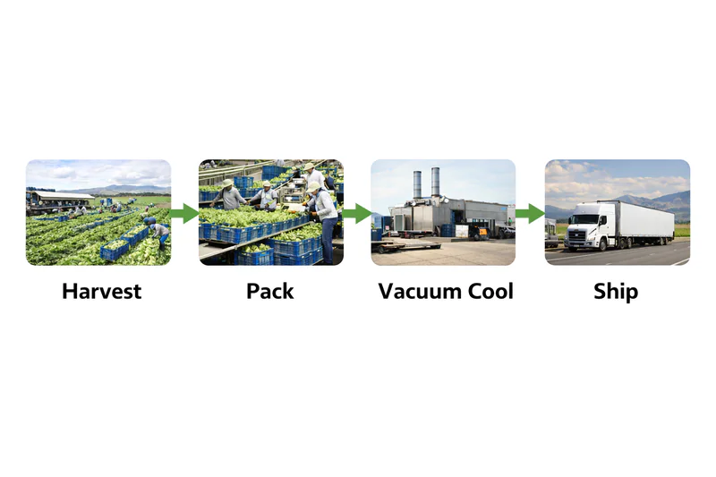 Diagram showing the workflow: Harvest -> Pack -> Vacuum Cool -> Ship”><figcaption>Packing House Workflow</figcaption></figure></p><h3>The Old Way vs. The New Way</h3><p>I remember visiting a facility in Mexico that used <a href=