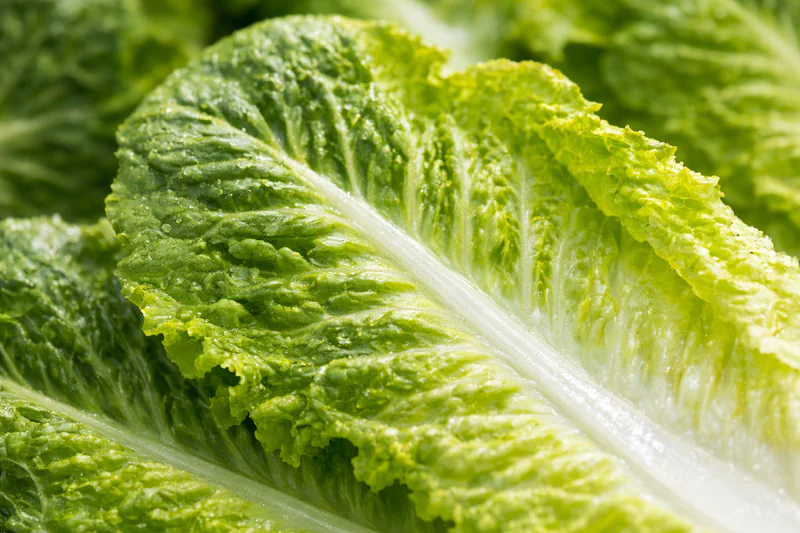 Close up of crisp organic romaine leaves showing texture