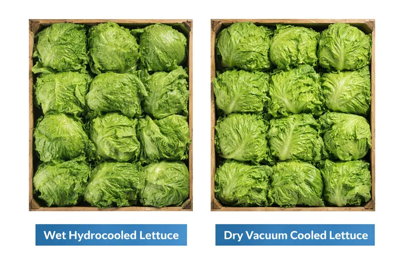 Side-by-side comparison of wet hydrocooled lettuce vs dry vacuum cooled lettuce