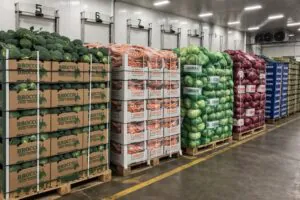 Export vegetable pallets staged in a produce packing house before pre-cooling begins