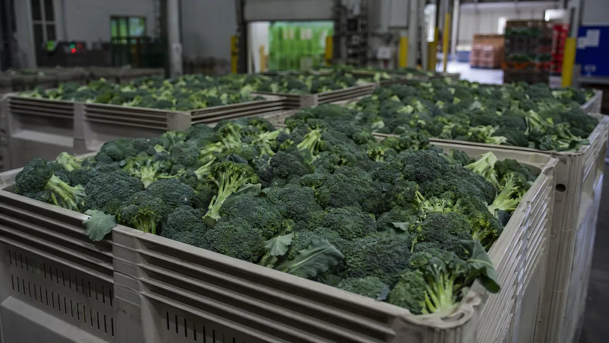 Broccoli pallet respiration heat generation after harvest before pre-cooling