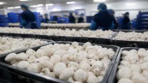 Fresh mushrooms respiring rapidly after harvest at ambient temperature