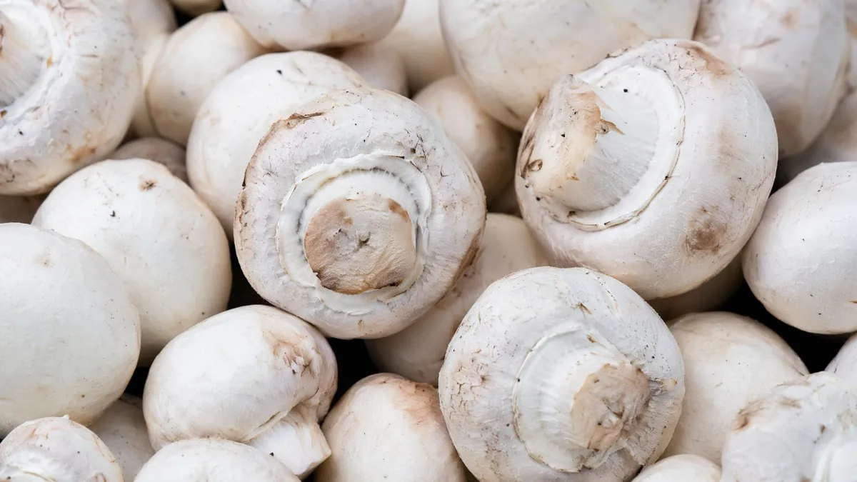 Mushroom caps beginning to open and surface browning developing after harvest