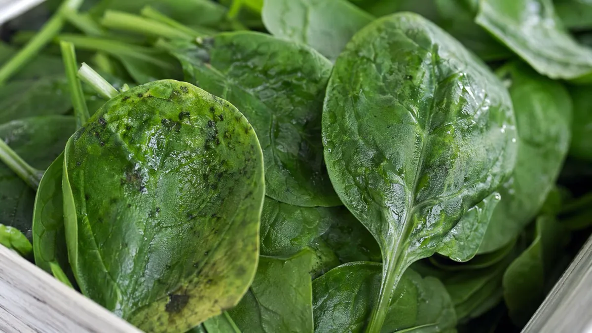 Spinach leaves appearing visually fresh at packing while cellular quality has already declined