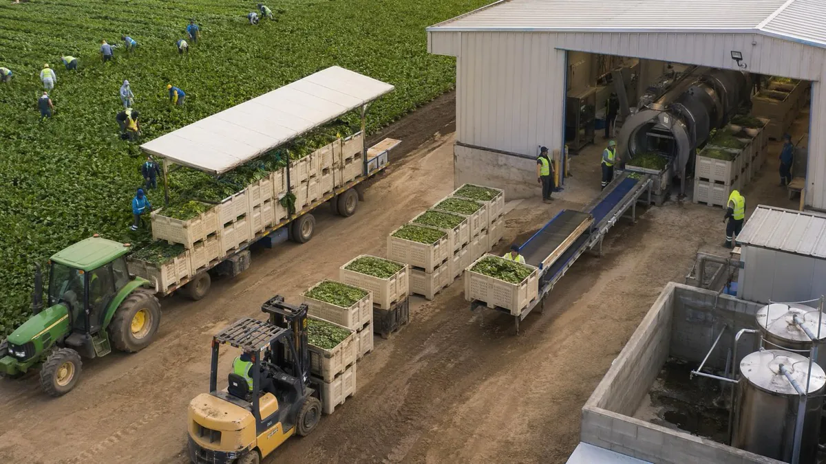 Why Spinach Shipments That Leave Looking Perfect Arrive Looking Wrong