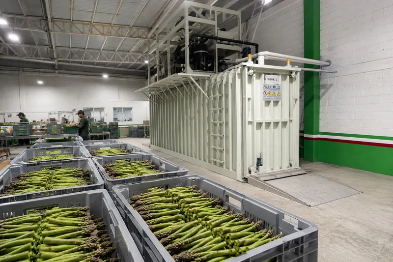 Why Asparagus Loses More Export Value in the First Two Hours After Cutting Than in the Entire Cold Chain That Follows