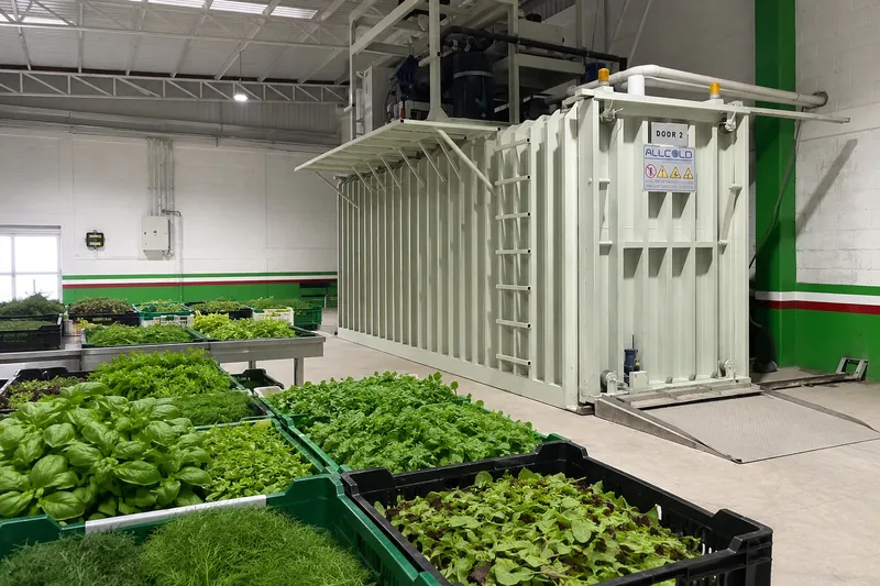 Fresh herbs and baby leaves prepared for controlled vacuum cooling in a processing facility