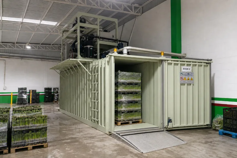 Palletized asparagus bundles loaded into an industrial vacuum cooler for export pre-cooling